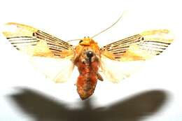Sivun Lepidokirbyia vittipes Walker 1855 kuva