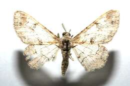 صورة <i>Iridopsis lurida</i>