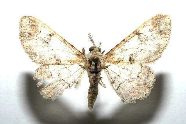 صورة <i>Iridopsis lurida</i>