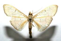 Image of The Alamo Moth