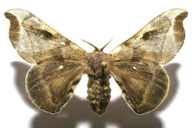 Image of silkworm moths