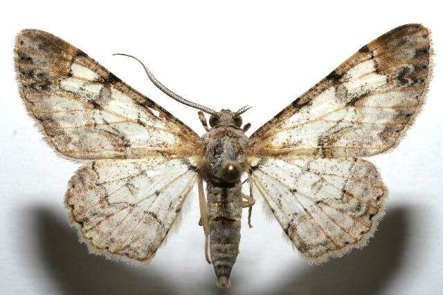 صورة <i>Iridopsis lurida</i>