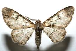 صورة <i>Iridopsis lurida</i>