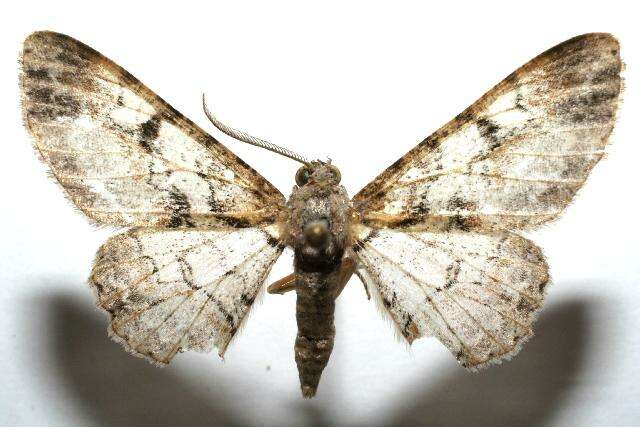 صورة <i>Iridopsis lurida</i>