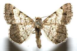 Image of Digrammia