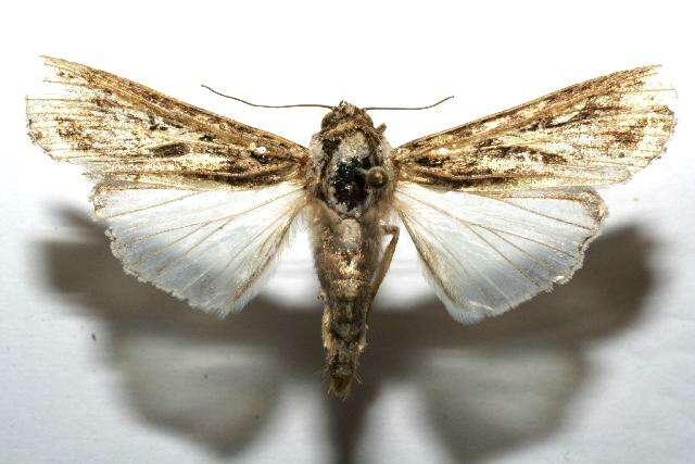 Image of Sweetpotato Armyworm Moth