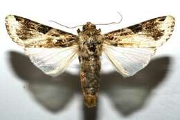 Image of Androgea armyworm moth