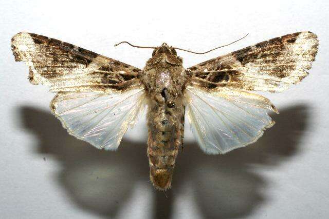 Image of Androgea armyworm moth