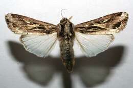 Image of Sweetpotato Armyworm Moth