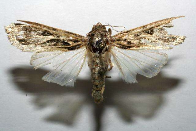 Image of Sweetpotato Armyworm Moth