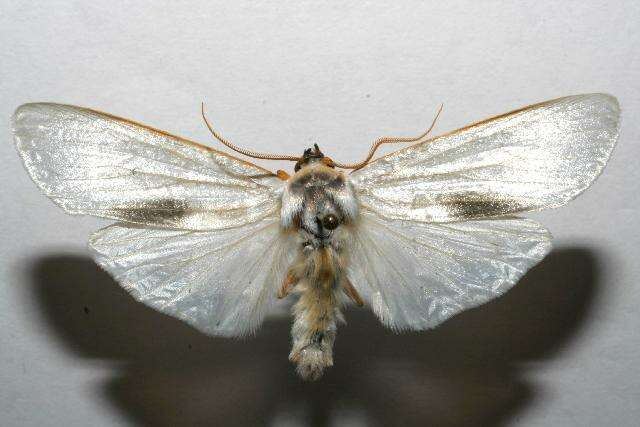 صورة Agylla argentifera Walker 1866