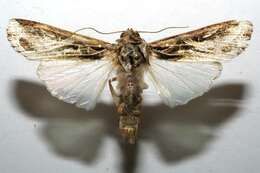 Image of Sweetpotato Armyworm Moth