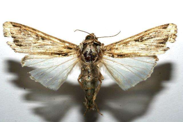 Image of Sweetpotato Armyworm Moth