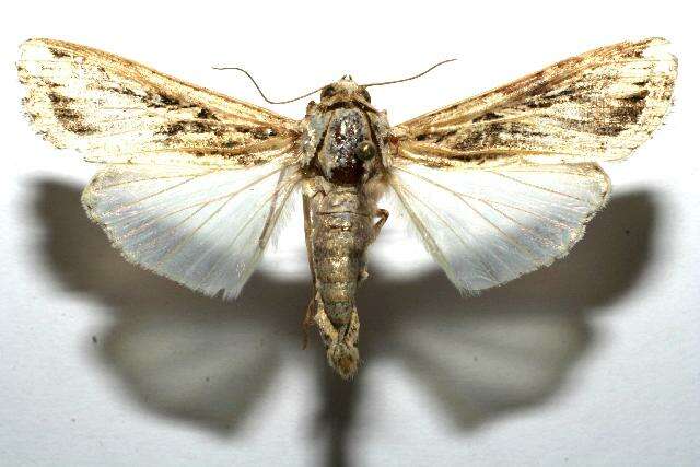 Image of Sweetpotato Armyworm Moth