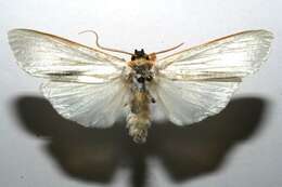 صورة Agylla argentifera Walker 1866