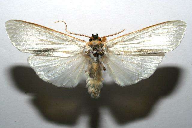 صورة Agylla argentifera Walker 1866