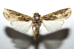 Image of Sweetpotato Armyworm Moth