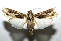 Image of Sweetpotato Armyworm Moth