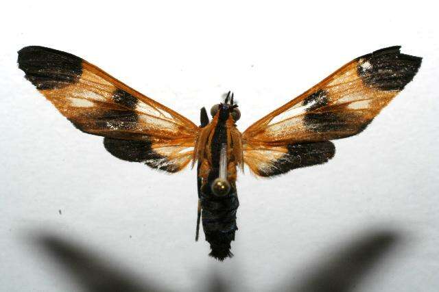 صورة <i>Dycladia emerita</i> Schaus