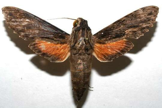 Image of Oleander sphinx moth