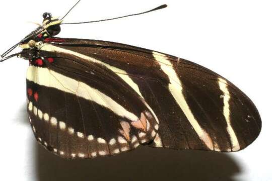 Image of Zebra Longwing