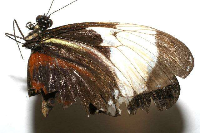 Image of Heliconius galanthus