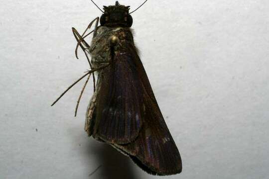 Image of Purple-washed Skipper