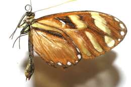 Image of Ithomia heraldica Bates 1866