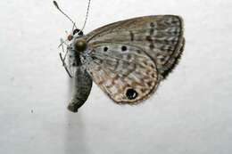 Image of Hemiargus