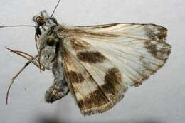 Image of Turk's-Cap White-Skipper