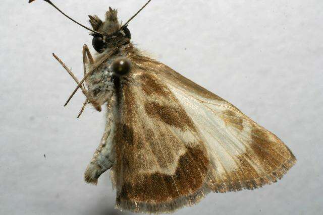 Image of Turk's-Cap White-Skipper