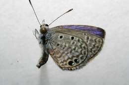 Image of Hemiargus