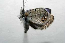 Image of Hemiargus