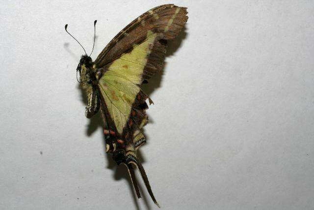 Image de Protographium dioxippus lacandones