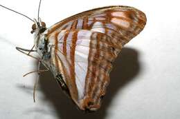 Image of Adelpha