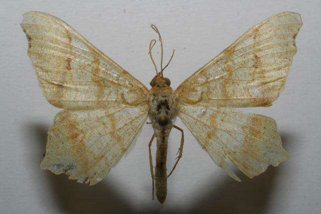 Image of <i>Macaria achetata</i>