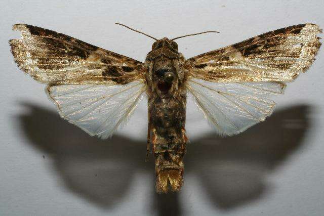 Image of Androgea armyworm moth