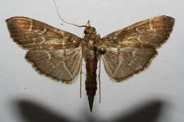 Image of Scraped Pilocrocis