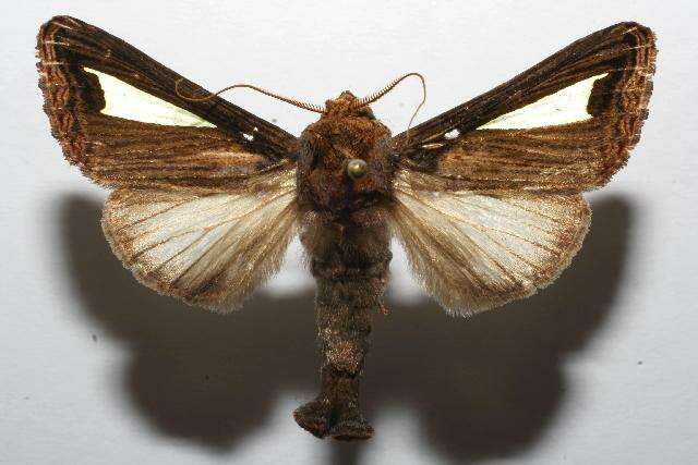 Image de Notoplusia marchiana Schaus 1928