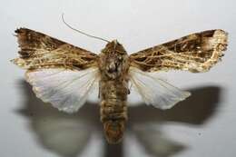 Image of Androgea armyworm moth