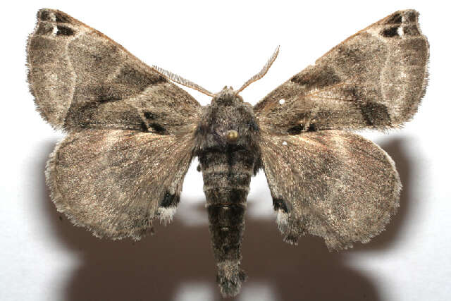 Image of Pudefacted Apatelodes Moth