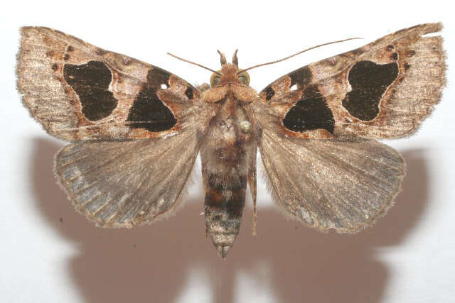 Imagem de Athyrma adjutrix Stoll 1780