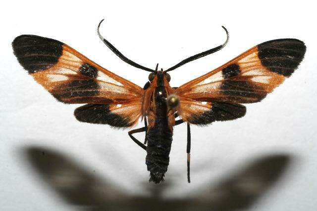 صورة <i>Dycladia emerita</i> Schaus