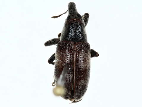 Image of Lixinae