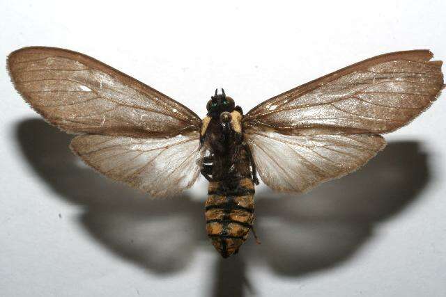 Image of <i>Opharus bimaculata mayor</i>