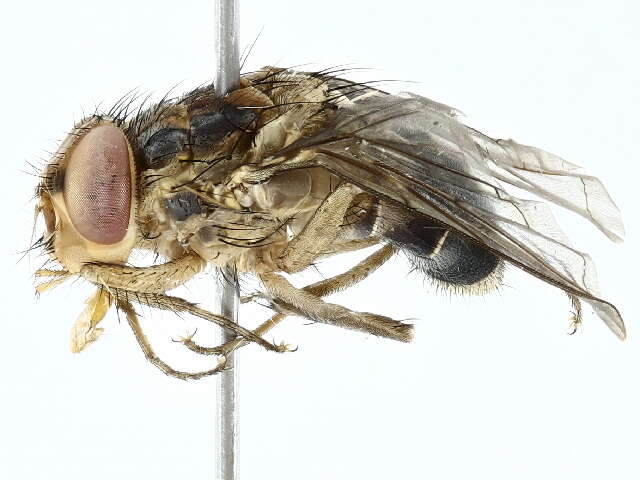 Image of Auchmeromyia