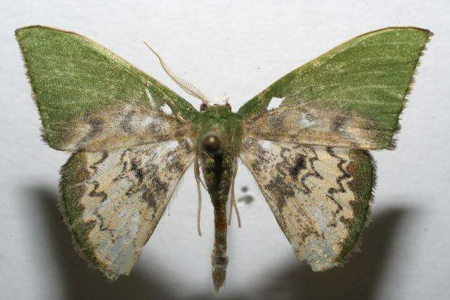Image of Tachychlora amilletes Prout 1932