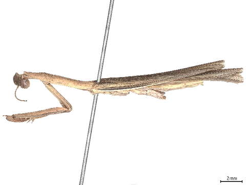 Image of Miomantidae Westwood 1889