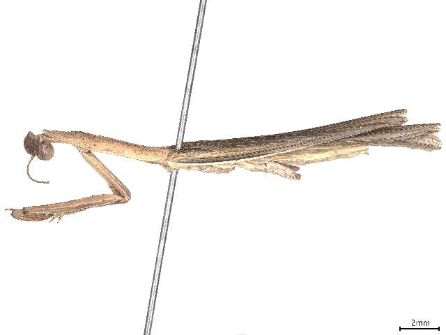 Plancia ëd Miomantidae Westwood 1889