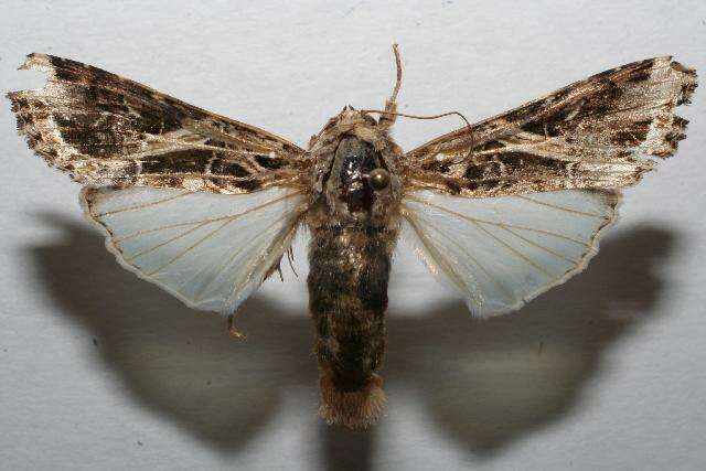 Image of Androgea armyworm moth